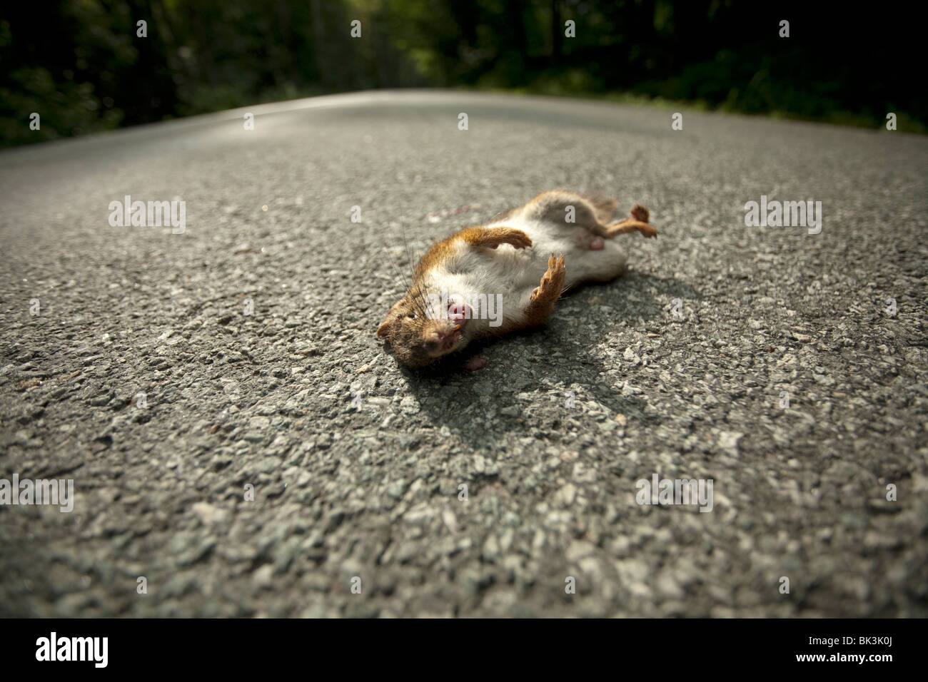 Squirrel roadkill hires stock photography and images Alamy