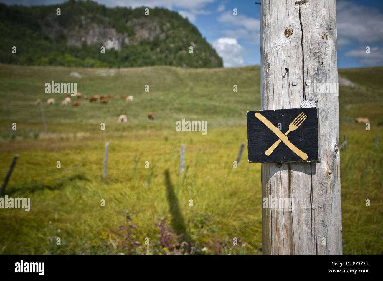 A sign with a knife and fork, with a herd of cows in the background. Stock Photo