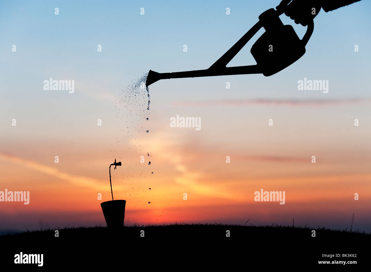 Watering a daffodil in a pot silhouette at sunrise Stock Photo