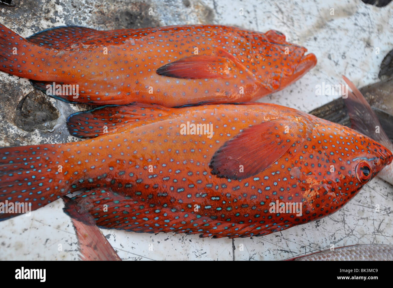 Fish in a harbour in The Gambia Stock Photo Alamy