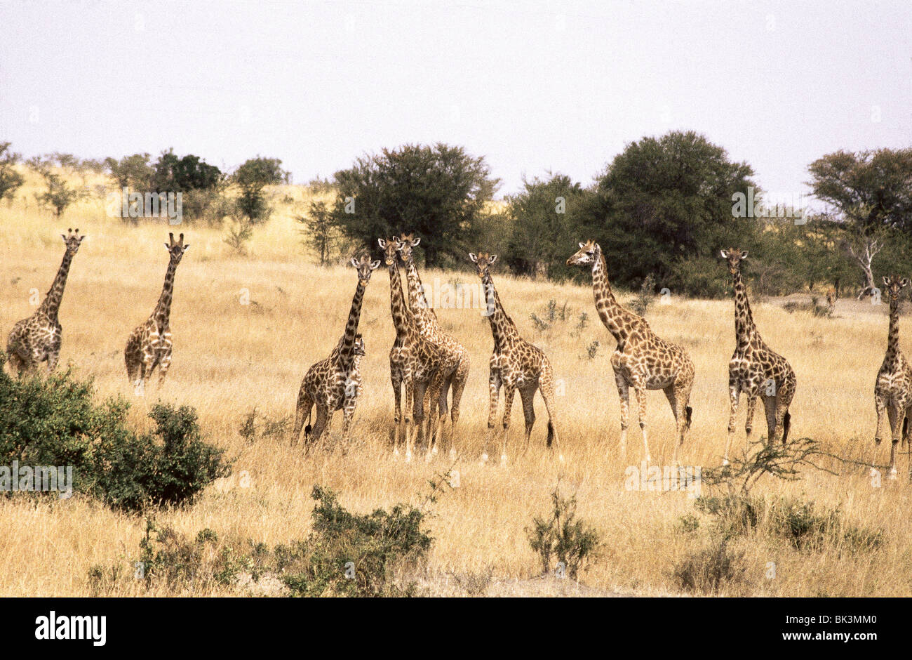 Giraffes in serengeti hi-res stock photography and images - Alamy