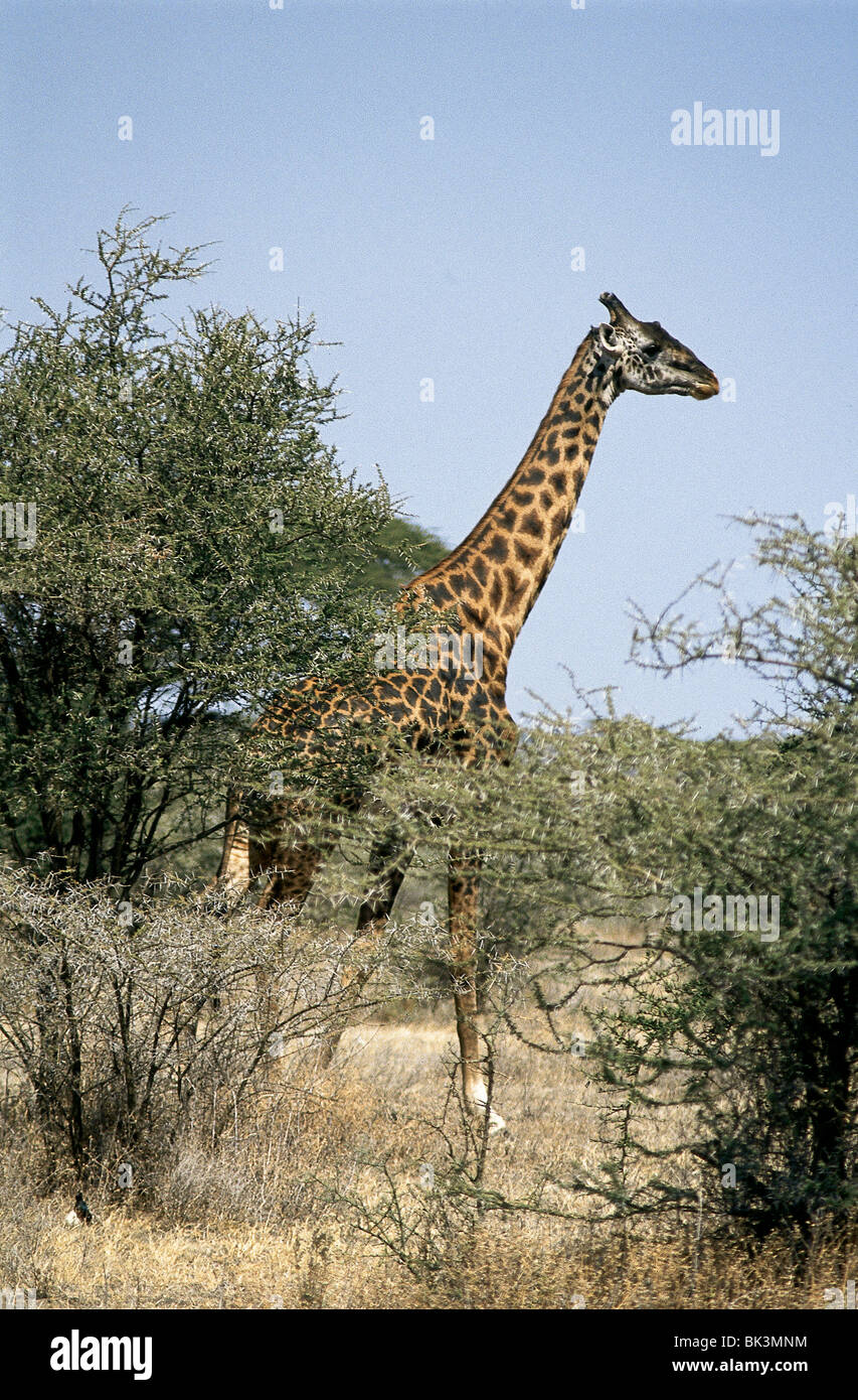 Giraffes in serengeti hi-res stock photography and images - Alamy