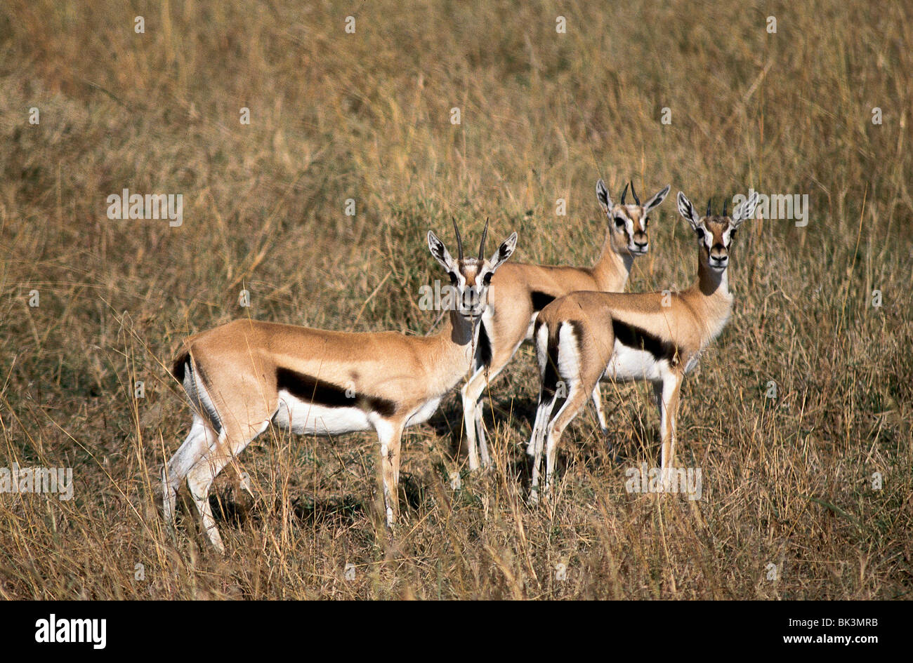 Thomson's Gazelles in the Serengeti National Park, Tanzania Stock Photo ...