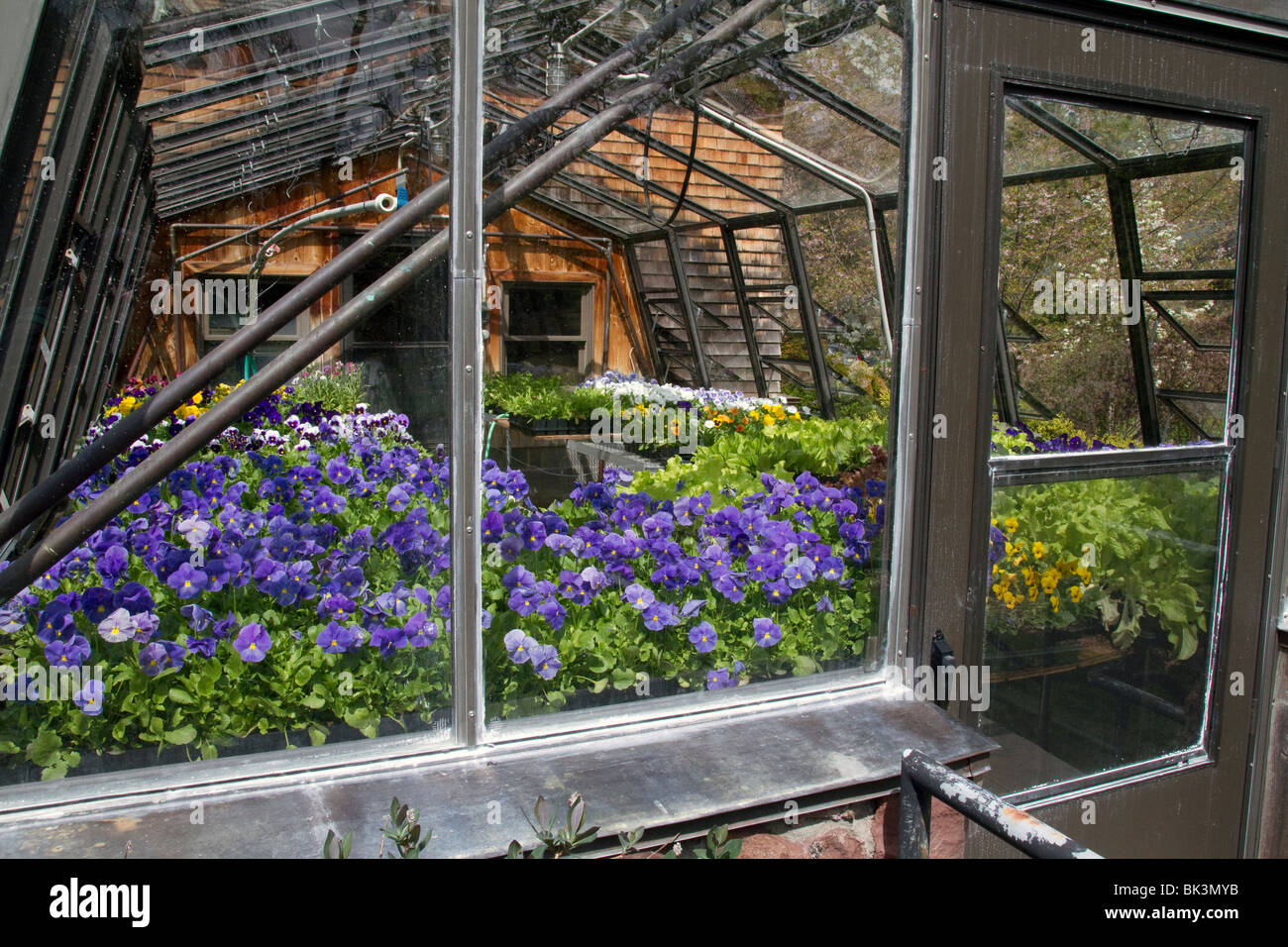 A garden greenhouse. Plants stone aluminum glass windows vents Stock