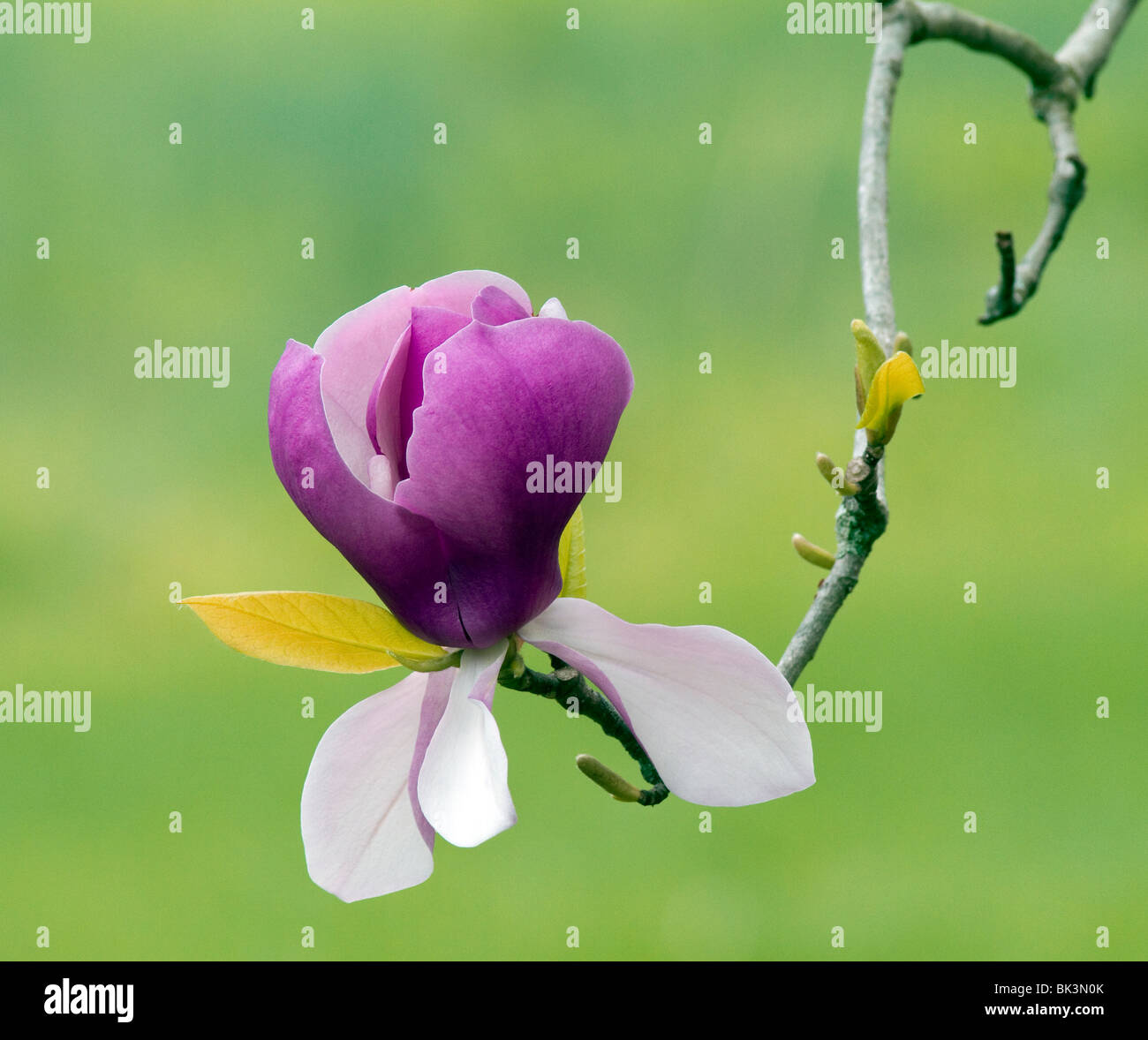 Saucer magnolia Magnolia x soulangiana Lennei with very large purple