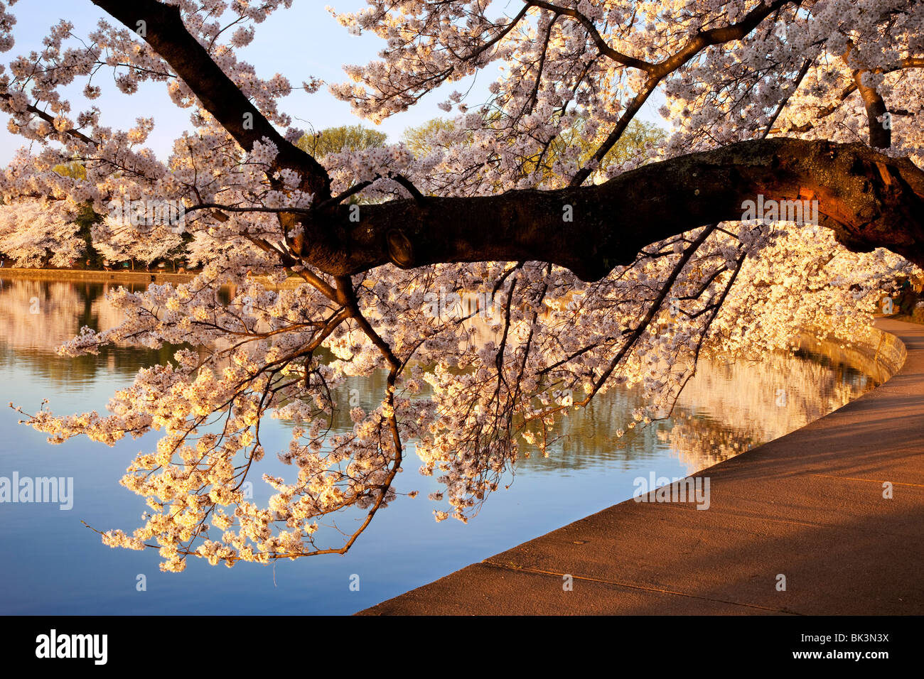 Cherry trees by the tidal basin hi-res stock photography and images - Alamy