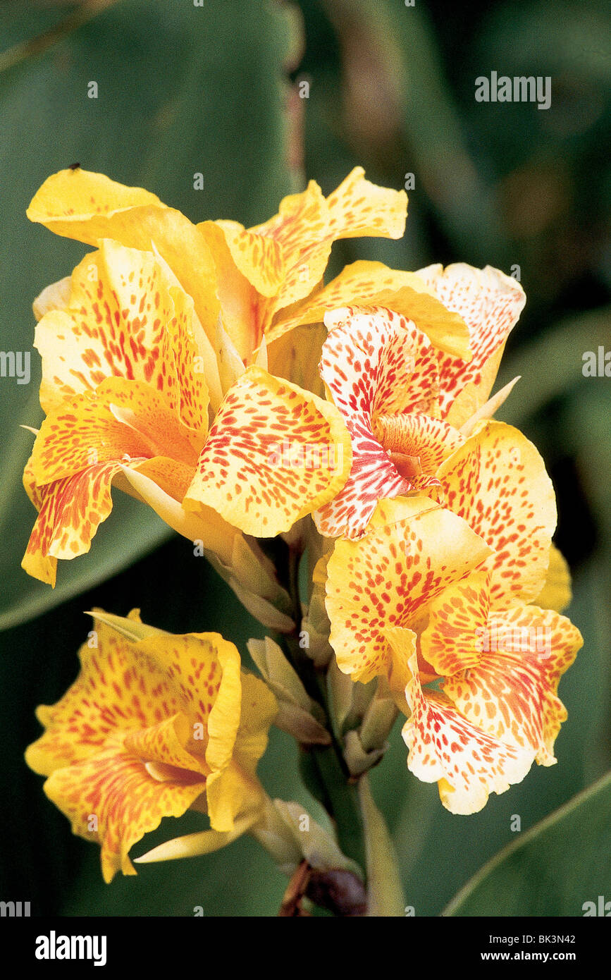Flowers of Cannas, Canna or canna lily, a tropical herb in the Arusha, Tanzania, East Africa Stock Photo