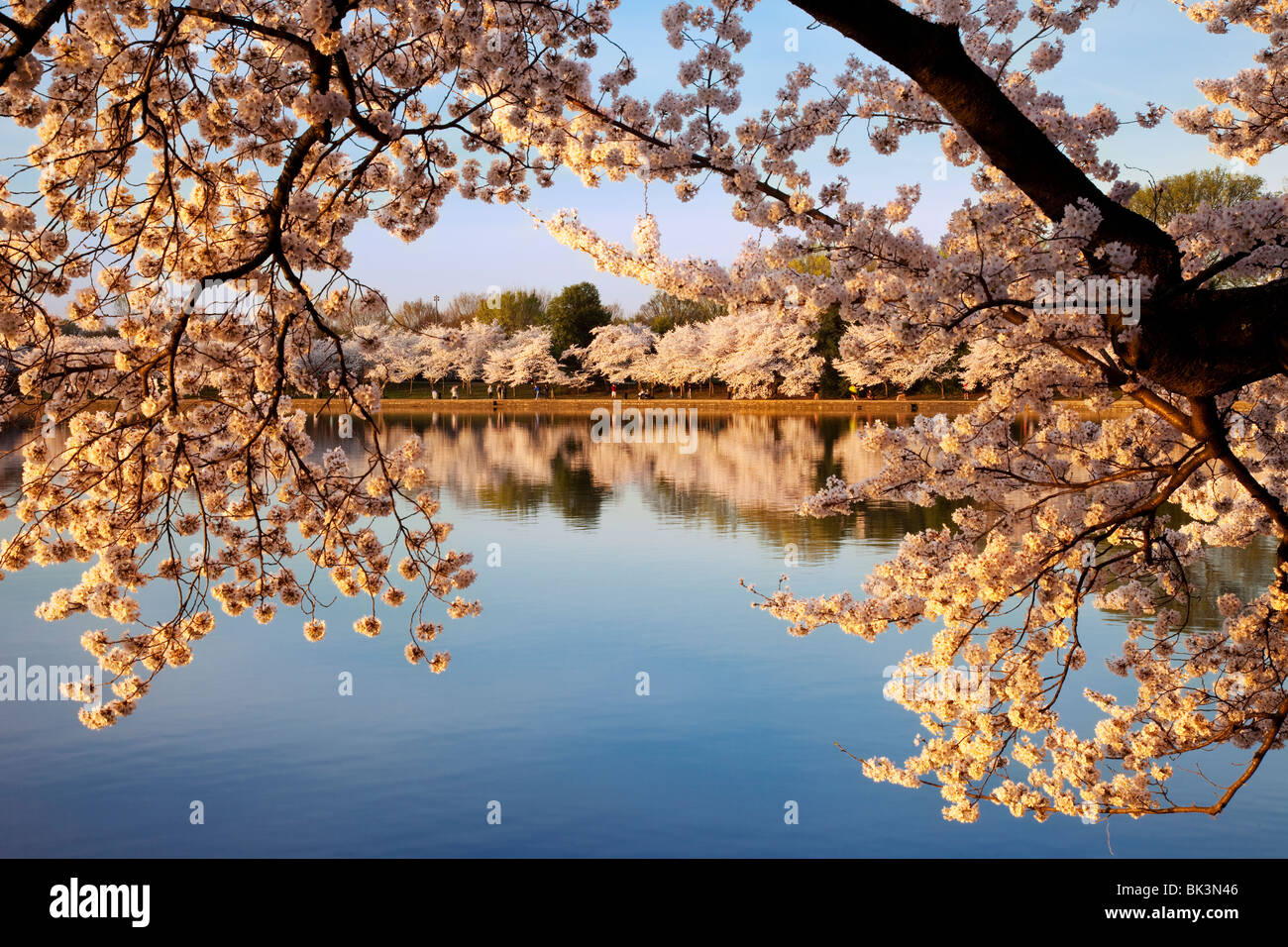 Tidal basin in washington dc hi-res stock photography and images - Alamy