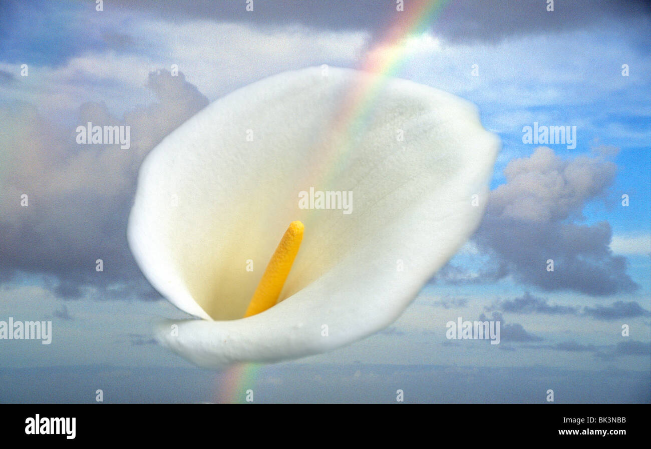 White Arum Lily with rainbow against cloudy sky Stock Photo