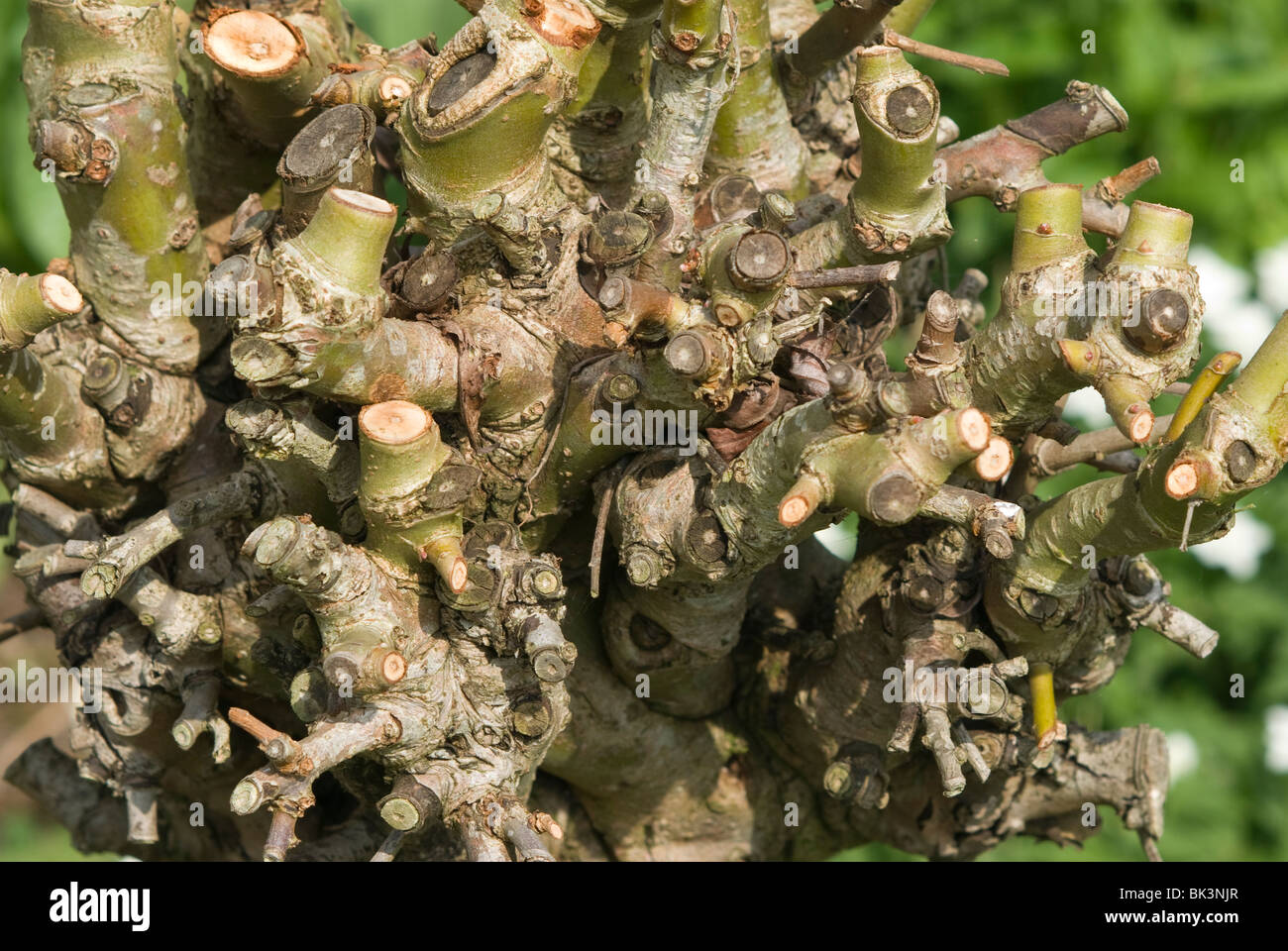 A heavily pruned standard rose bush Stock Photo Alamy
