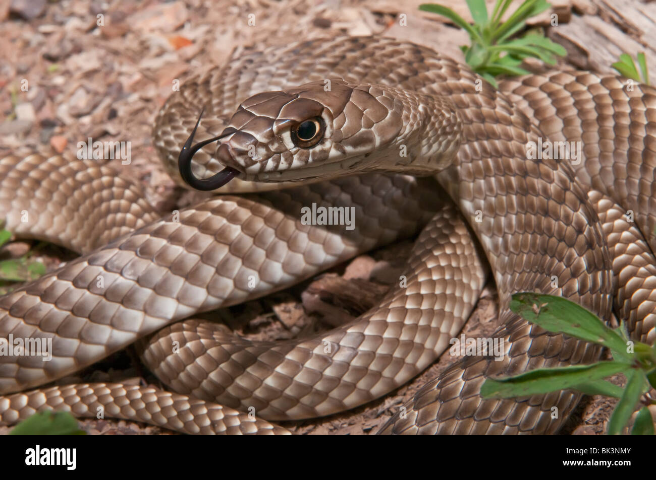 Western coachwhip, Masticophis flagellum testaceus, snake native to