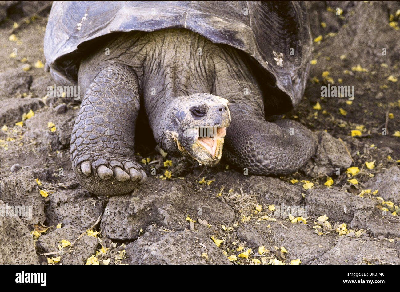 Galapagos Tortoise with mouth open, Galapagos Islands Stock Photo - Alamy