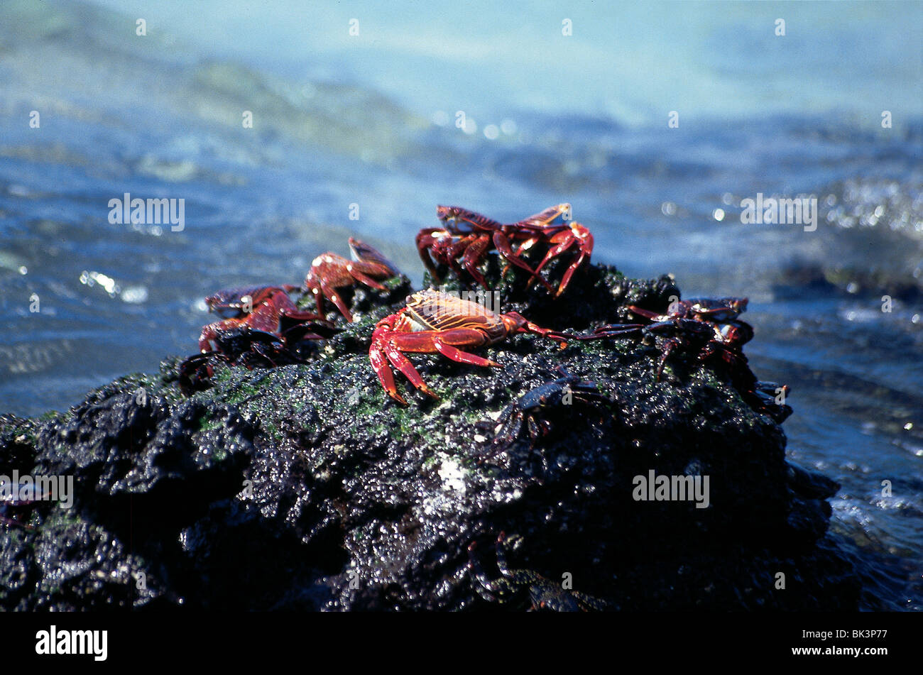 Red Rock Crabs or Sally Lightfoot Crabs crustaceans (Grapsus grapsus) on the Pacific Ocean coast of the Galapagos Islands, Ecuador, South America Stock Photo