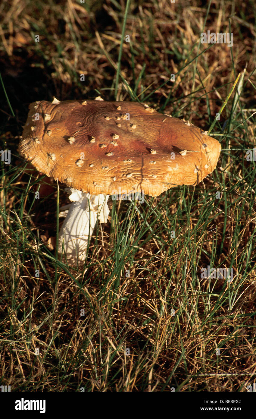 Mushroom - Amanita muscaria, commonly known as the fly agaric or fly Amanita, Alaska Stock Photo