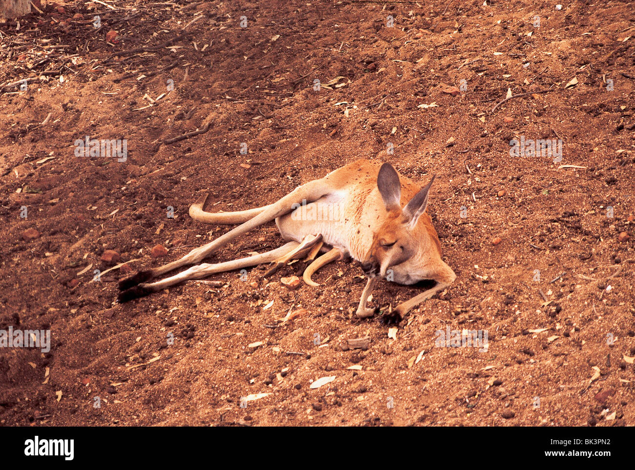 Kangaroo lying down with a baby kangaroo called a joey in her pouch at the zoo in Cairns, Australia Stock Photo - Alamy Kangaroo lying down with a baby kangaroo called a joey in her pouch at the zoo in Cairns, Australia Stock Photo - Alamy