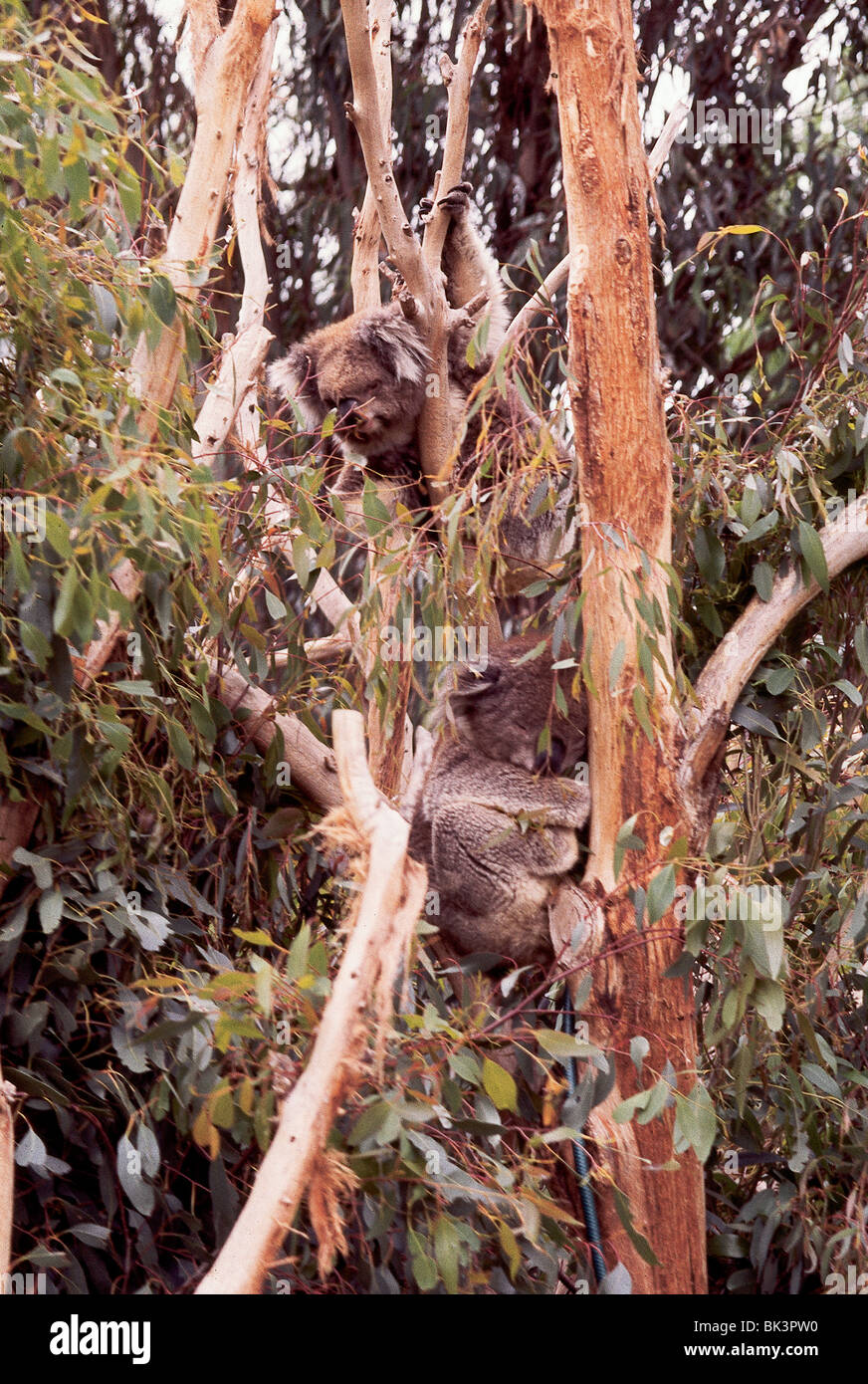 Two koala bears, Phascolarctos cinereus, in an eucalyptus tree