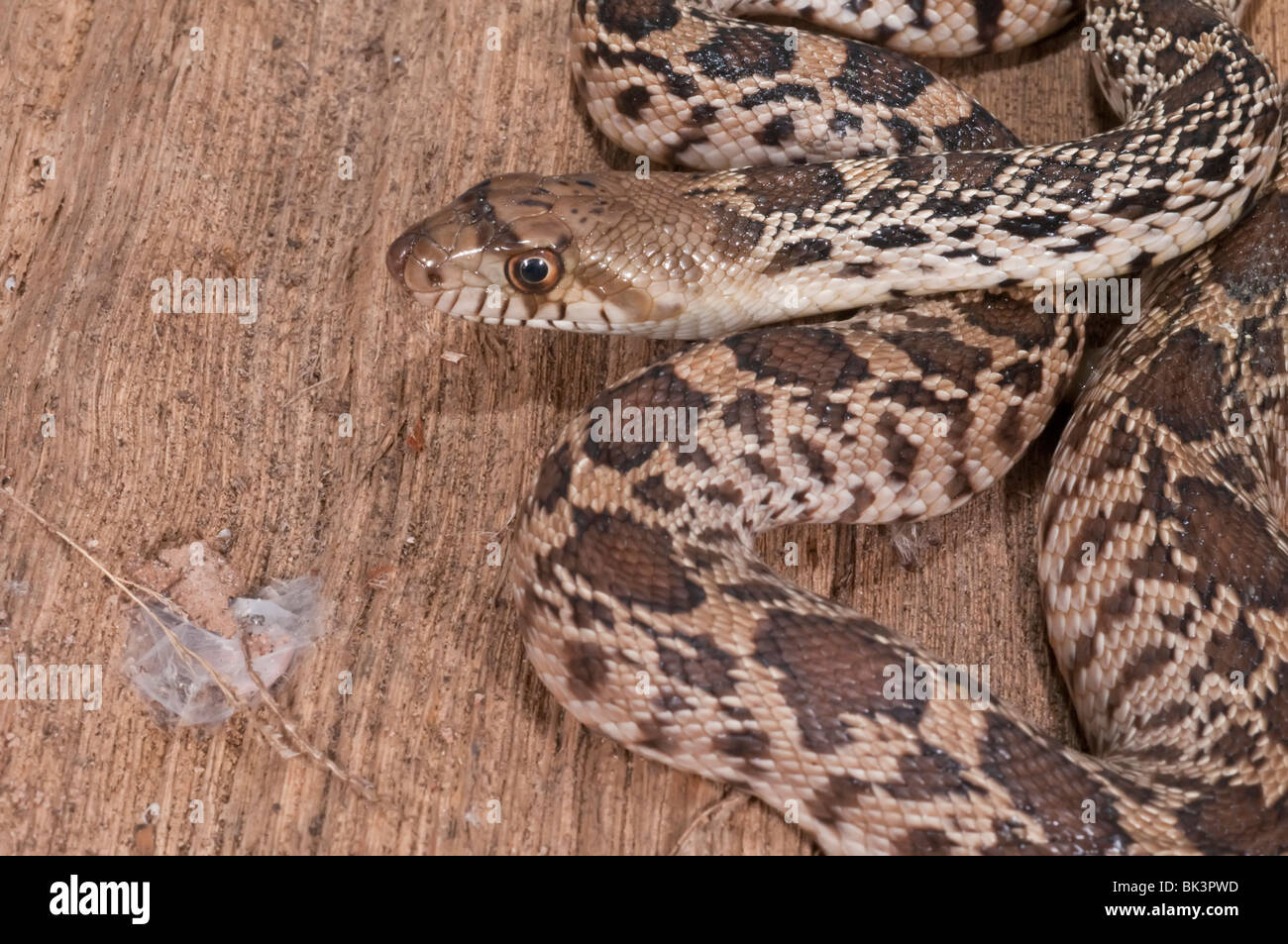Yearling bull snake, Pituophis catenifer, native to western United States Stock Photo