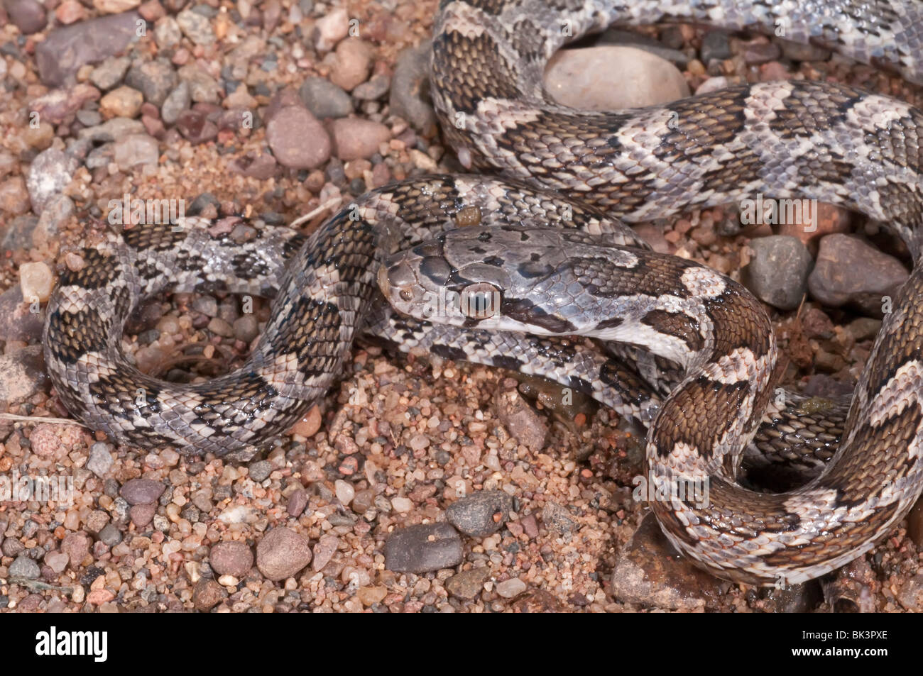 Juvenile rat snake hi-res stock photography and images - Alamy
