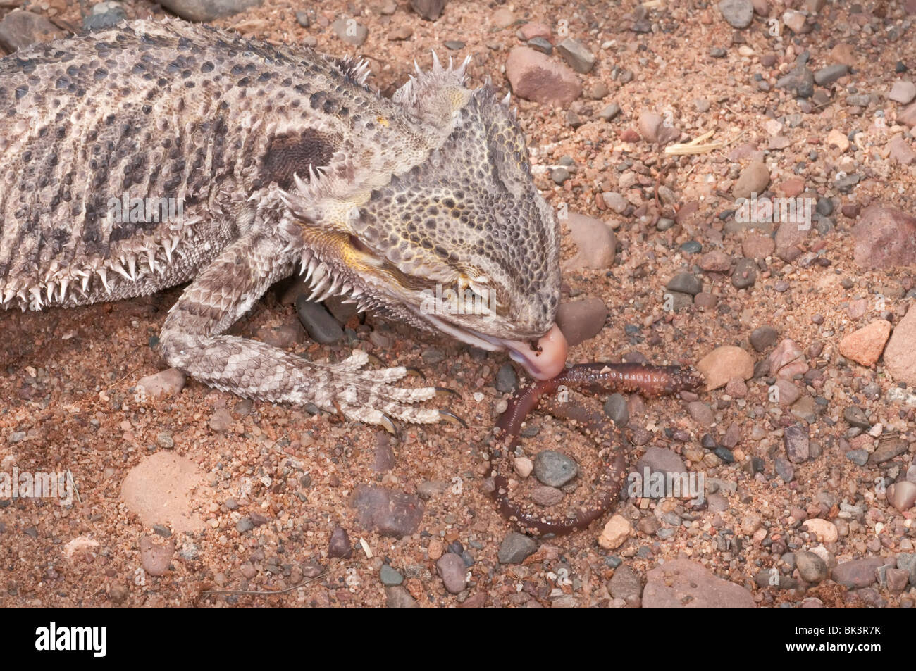 Inland or central bearded dragon, Pogona vitticeps, native to arid and