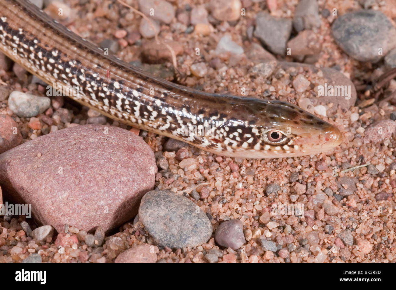 Eastern glass lizard, Ophisaurus ventralis, legless lizard native to southeastern United States