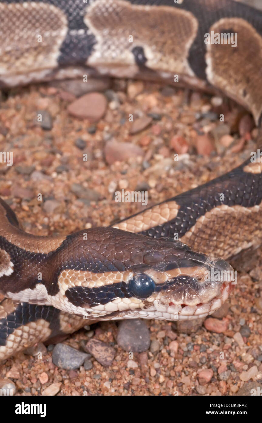 Ball (Royal) python, Python regius, native to west and central Africa