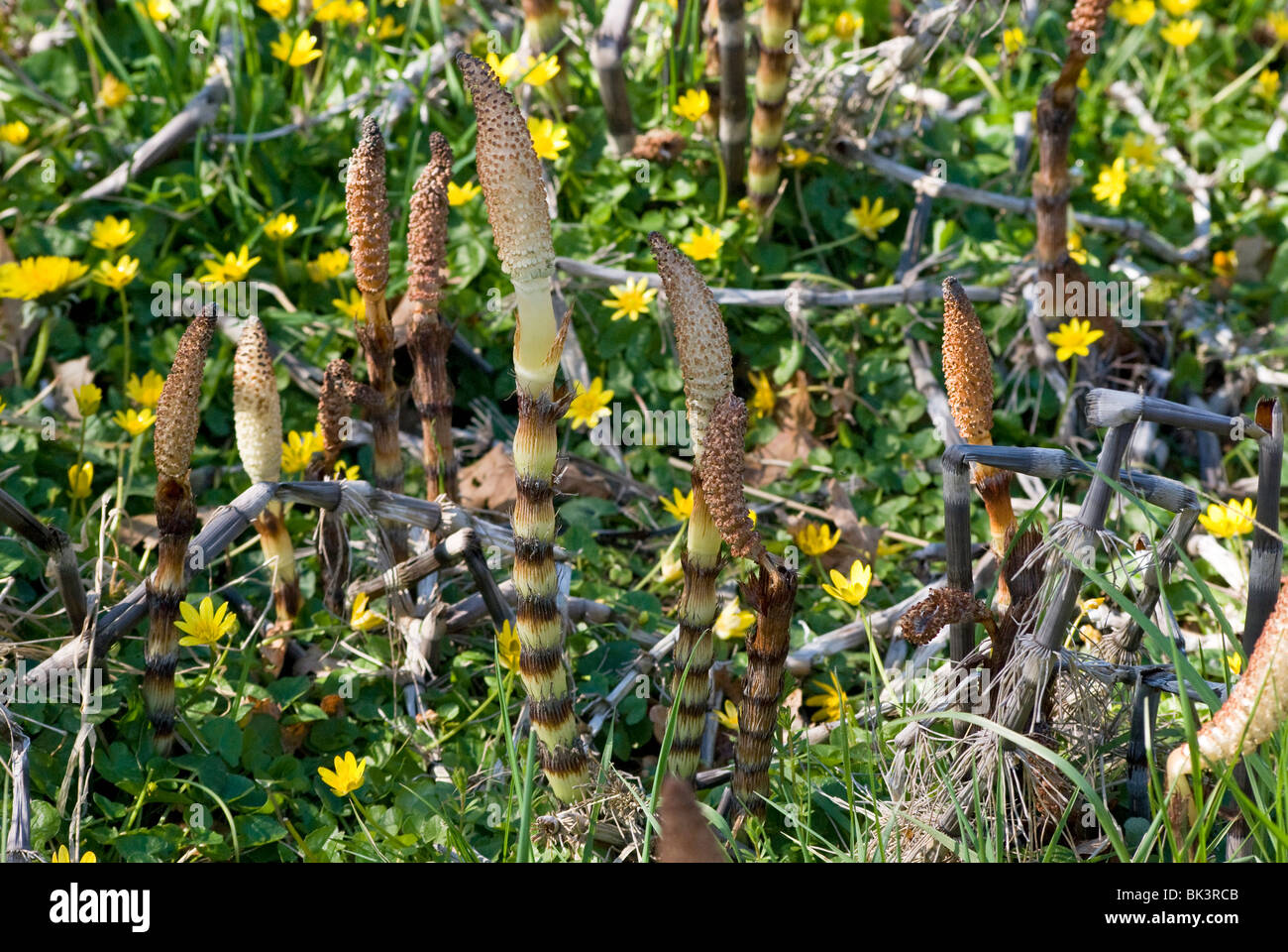 Great Horsetails Stock Photo
