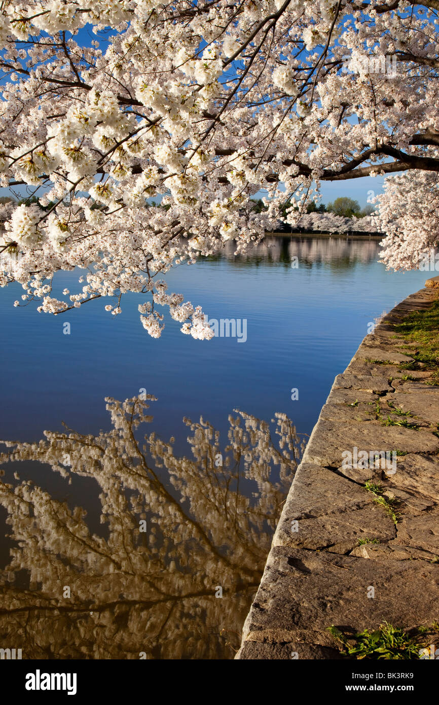 Reflections in tidal basin hi-res stock photography and images - Alamy