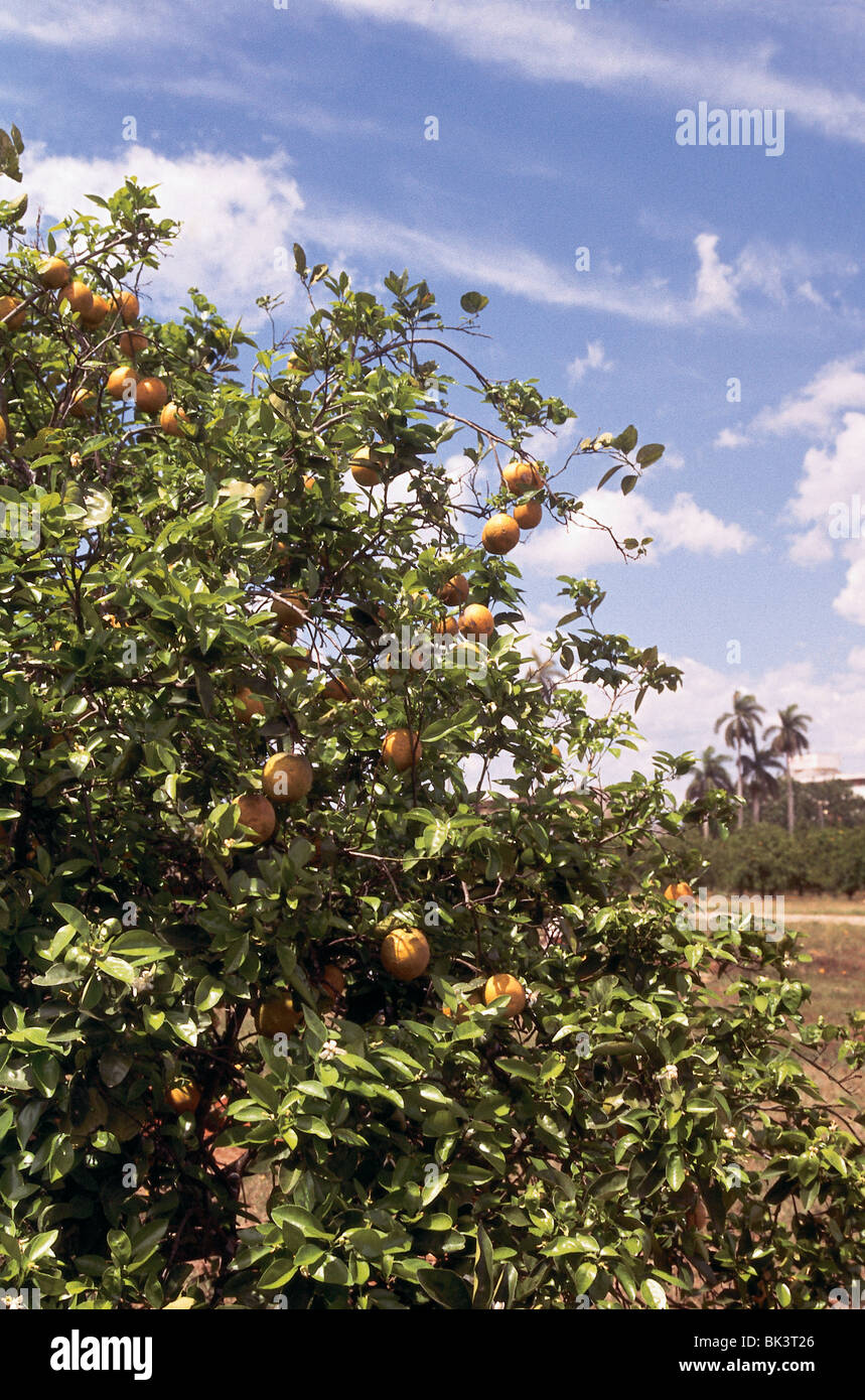 Agriculture citrus crop of grapefruit (el pomelo) growing on trees (la