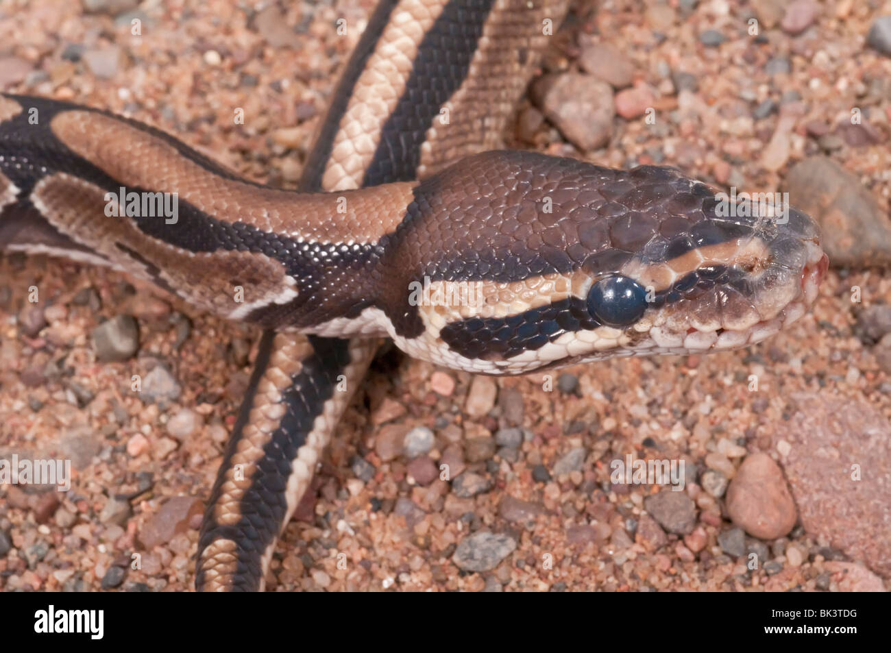 Ball (Royal) python, Python regius, native to west and central Africa ...