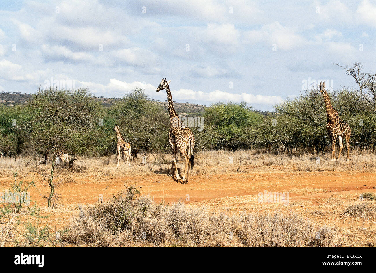 Group giraffes in bushes hi-res stock photography and images - Alamy
