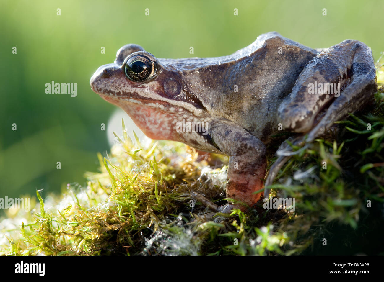 Moss frog hi-res stock photography and images - Alamy