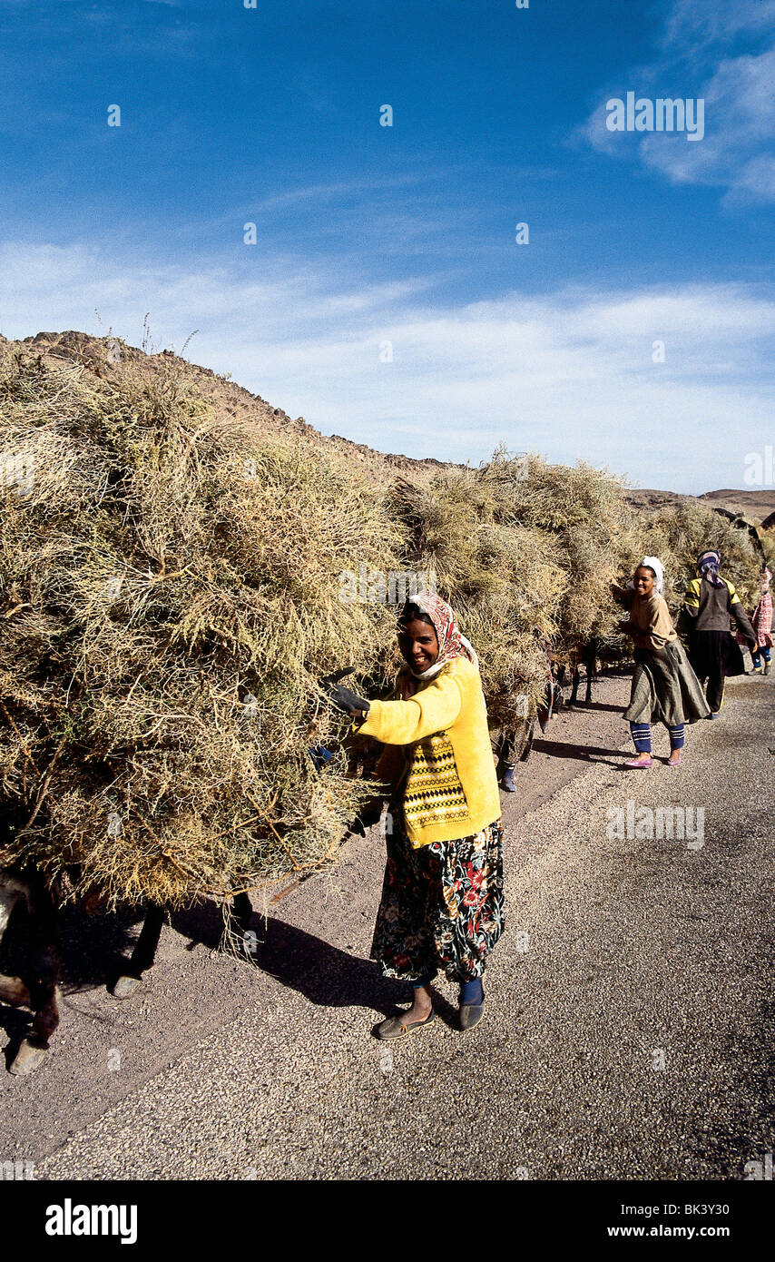 Women farming morocco hi-res stock photography and images - Alamy