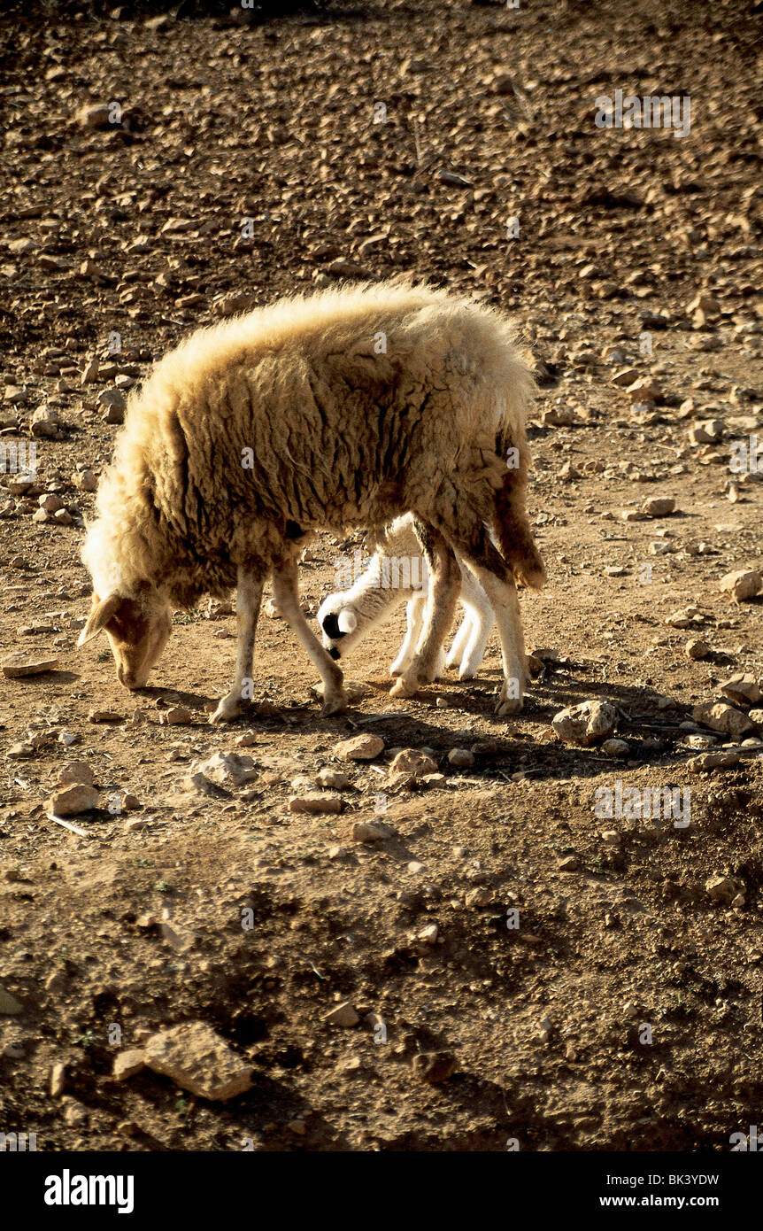 Lamb and mother sheep foraging for food in North Africa, Morocco Stock Photo