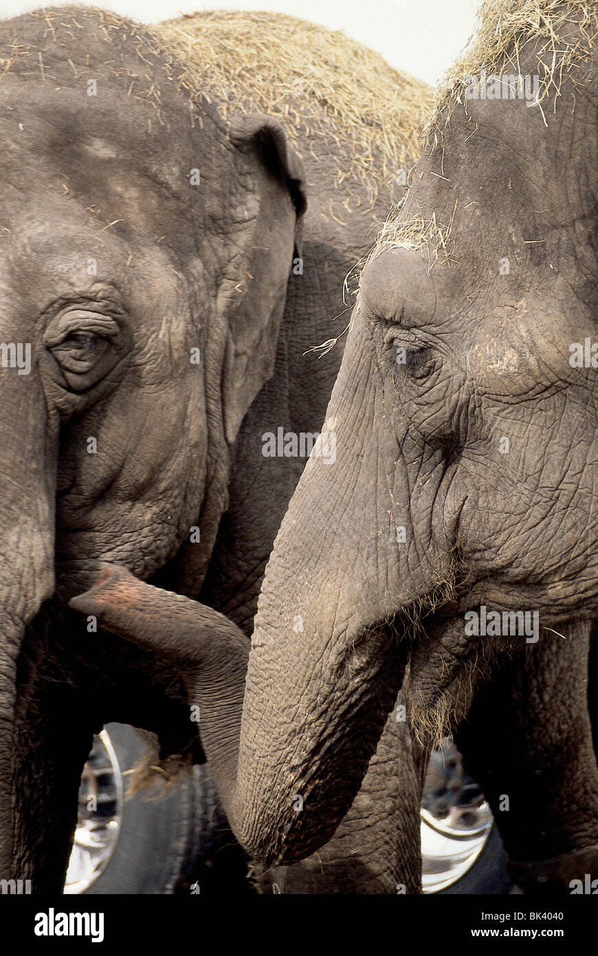 Steam elephant hi-res stock photography and images - Alamy