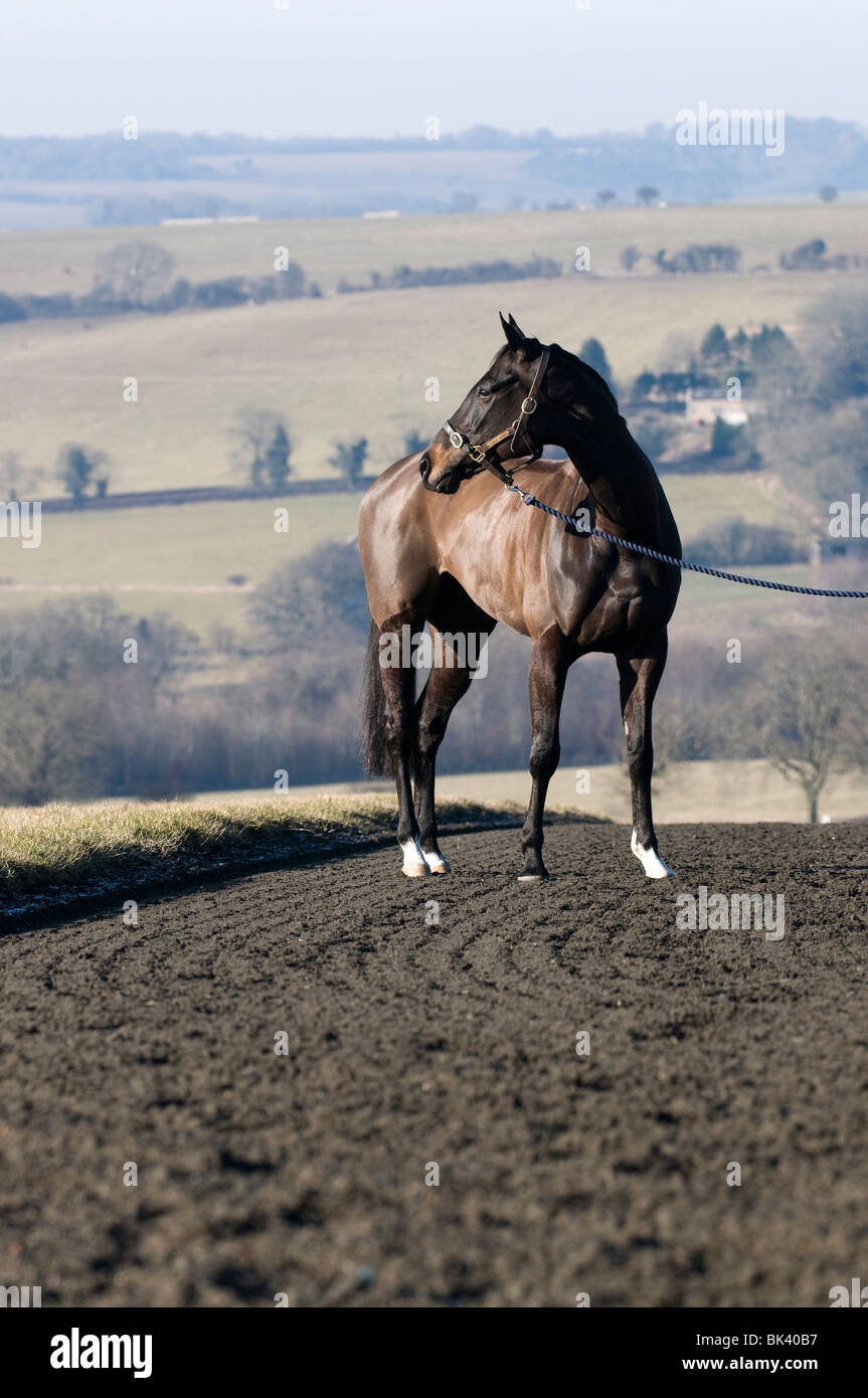 Alberta's Run stands overlooking the views on the gallops at Jonjo O'Neill's yard in Gloucestershire. Stock Photo