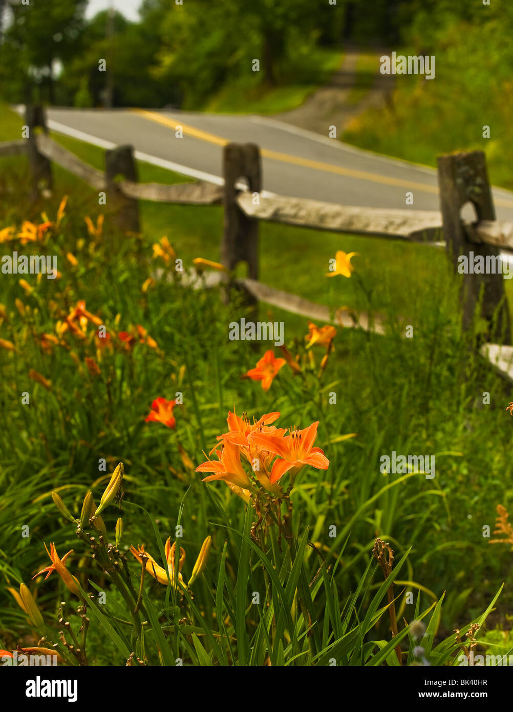 A beautiful lily flower display beside a country road in Vermont, in early June. Stock Photo