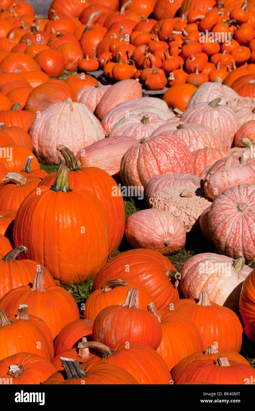 Halloween,Pumpkins, For Sale, Autumn Harvest,Squash,Jack o'Lanterns,Display,All Saints Day,First United Methodist Church,Prtmouth,New Hanpshire,NH,USA Stock Photo