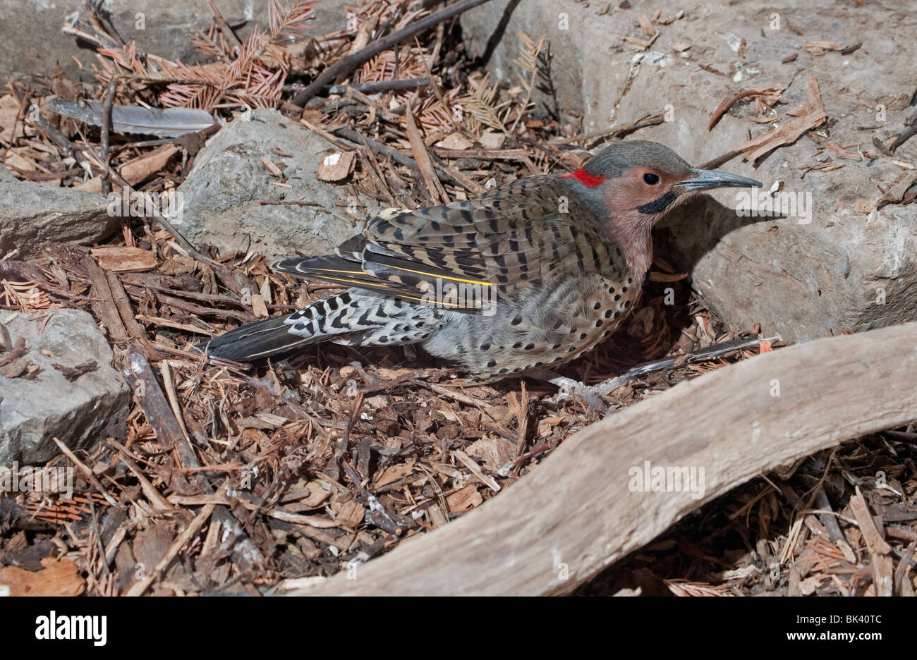 A Northern Flicker on the ground Stock Photo