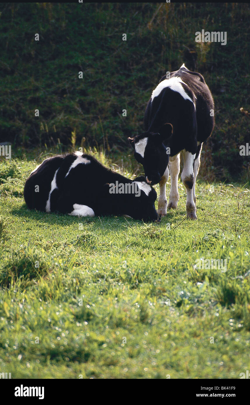 Dairy cattle in the state of Vermont, United States Stock Photo - Alamy