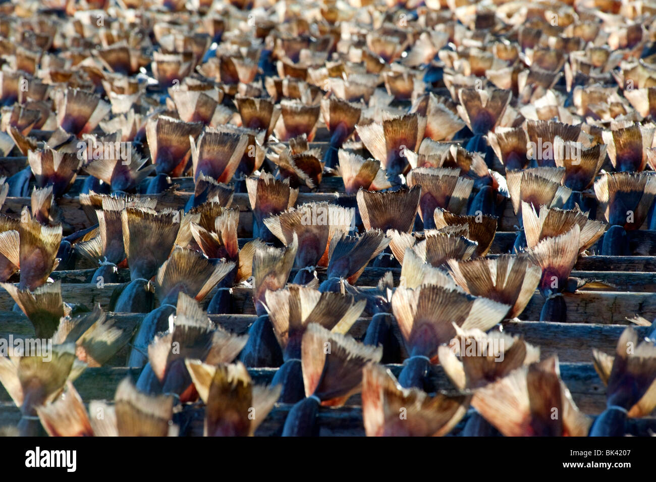 Many cod drying on outdoor racks in Lofoten Islands in Norway Stock ...