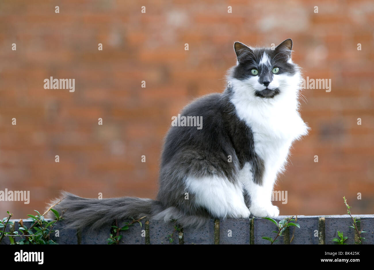 Hairy cat sitting on brick wall Stock Photo - Alamy