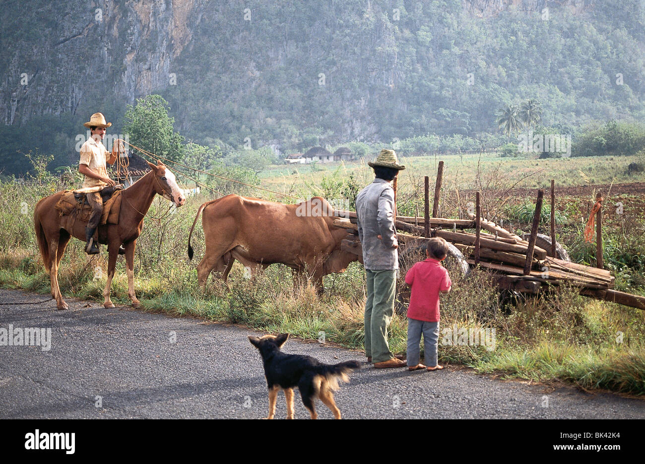 Farm workers with livestock, Pinar del RÌo Province, Cuba Stock Photo