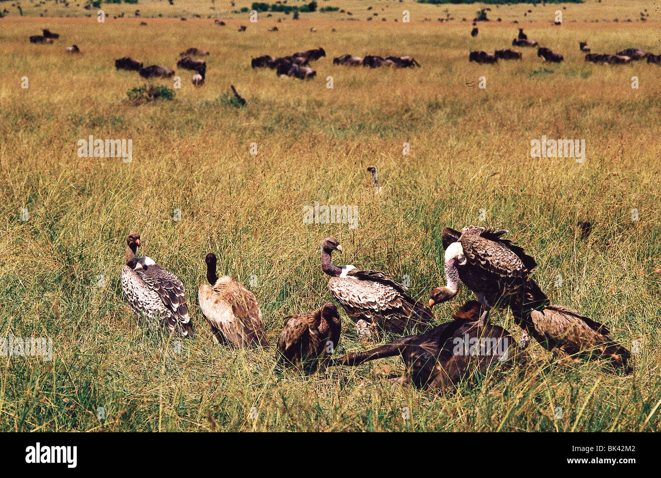 Nubian Vultures eating from a carcass in Kenya Stock Photo Biology Diagrams