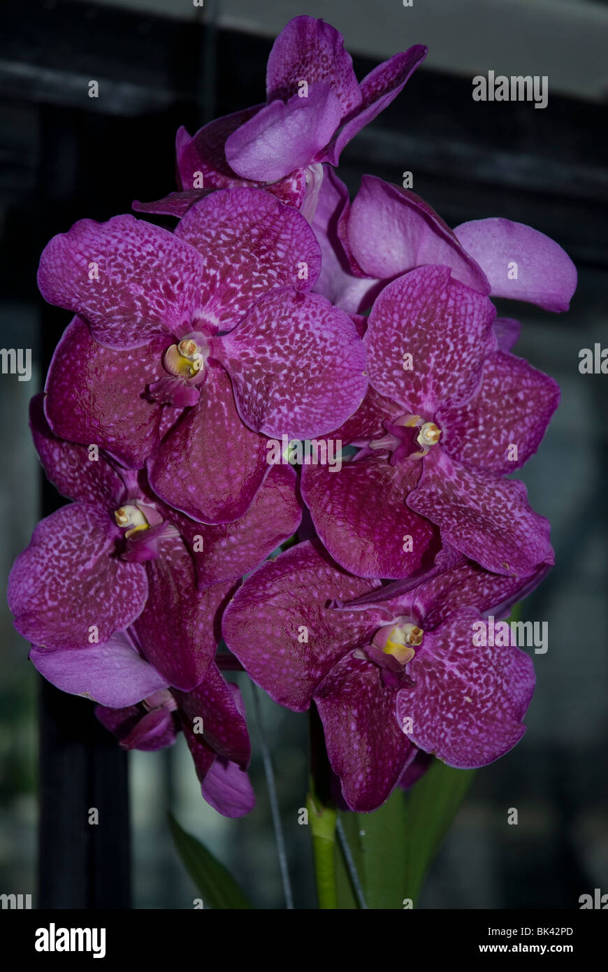 Pink flowering Vanda orchid West London UK Stock Photo