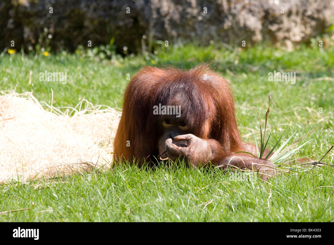 Orang Outan High Resolution Stock Photography And Images Alamy Orang Outan High Resolution Stock Photography And Images Alamy