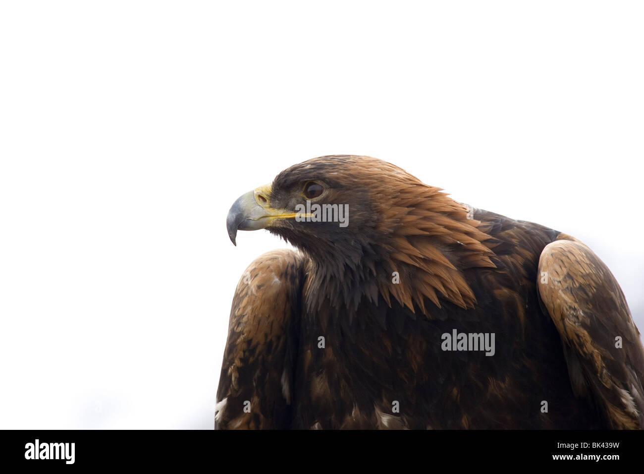 And eagle hi hi-res stock photography and images - Alamy