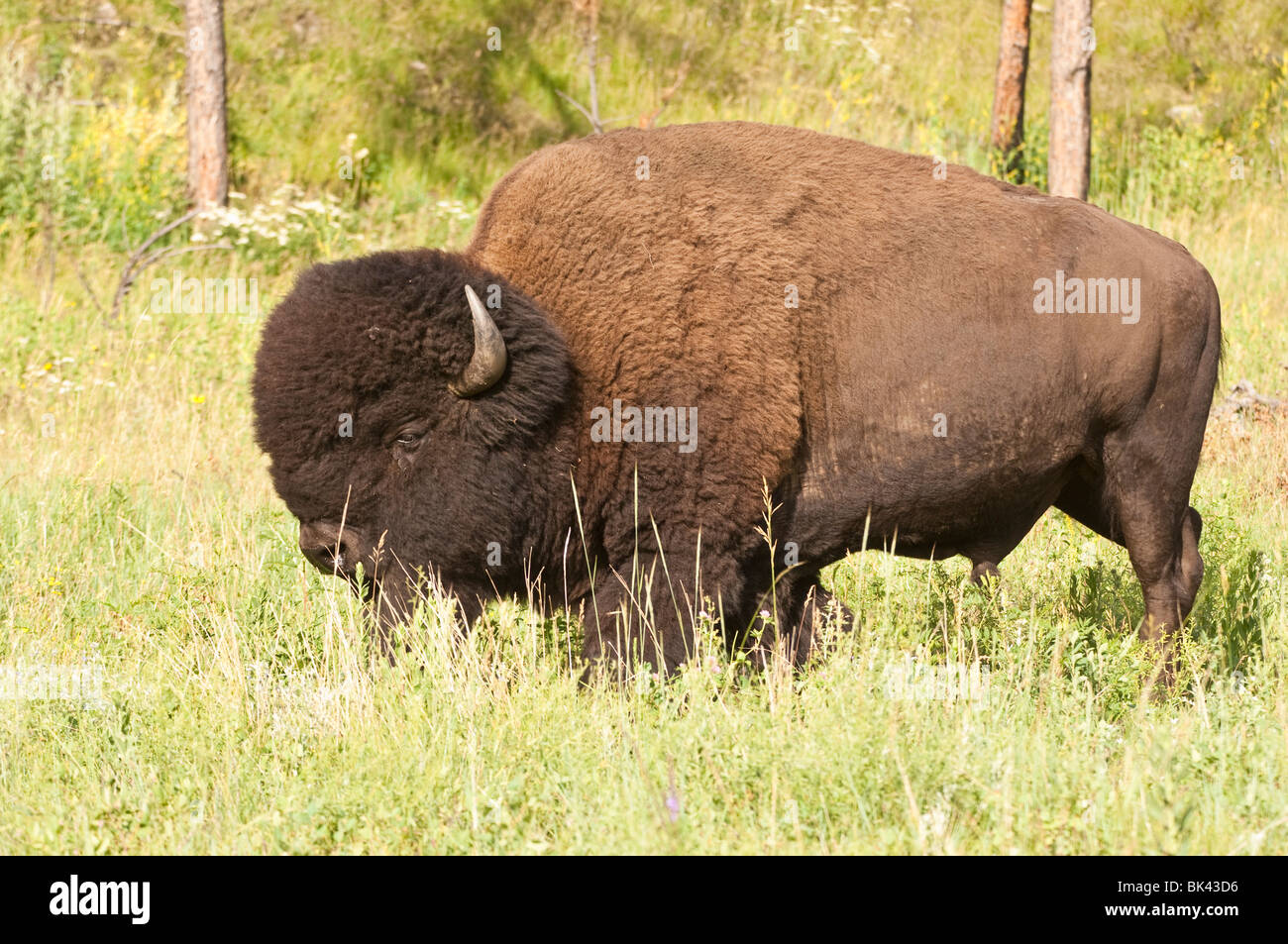 North American plains bison, Bison bison bison, Wind Cave National Park, South Dakota, USA Stock
