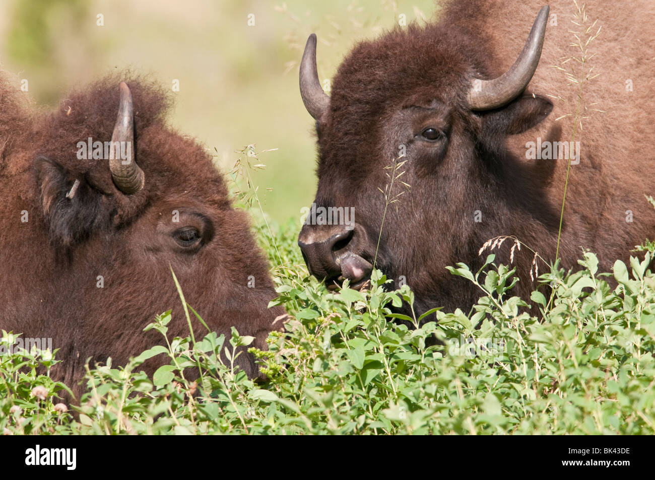 North American plains bison, Bison bison bison, Wind Cave National Park, South Dakota, USA Stock