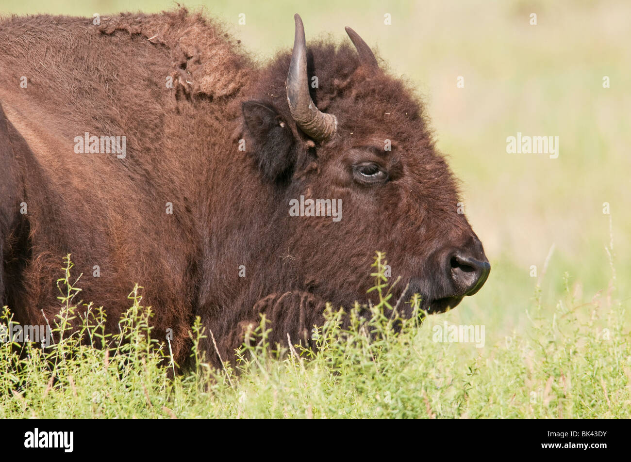 North American plains bison, Bison bison bison, Wind Cave National Park, South Dakota, USA Stock