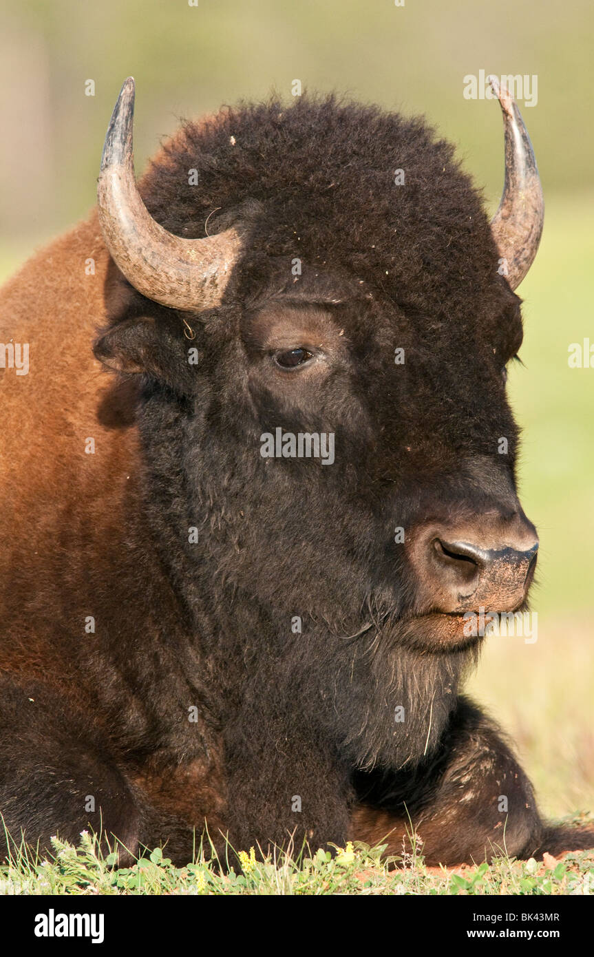 North American plains bison, Bison bison bison, Wind Cave National Park